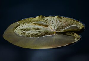 高反発敷きパッドで得られる快眠の秘訣は？