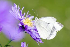 ホワイトノイズを活用した快眠の方法とは？