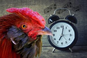 早寝早起きの効果的な方法とは？
