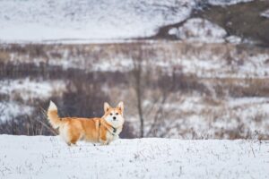 テンピュールマットレスの選び方とおすすめは？