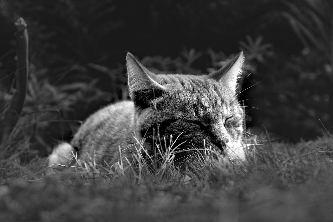 スマートウォッチの睡眠機能を比較して最適なモデルはどれ？