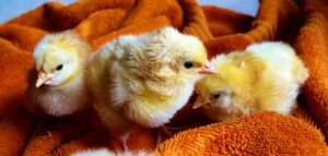 ホットタオルの効果はいつから実感できるのか？