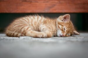 睡眠サプリのおすすめランキングはどれが人気？
